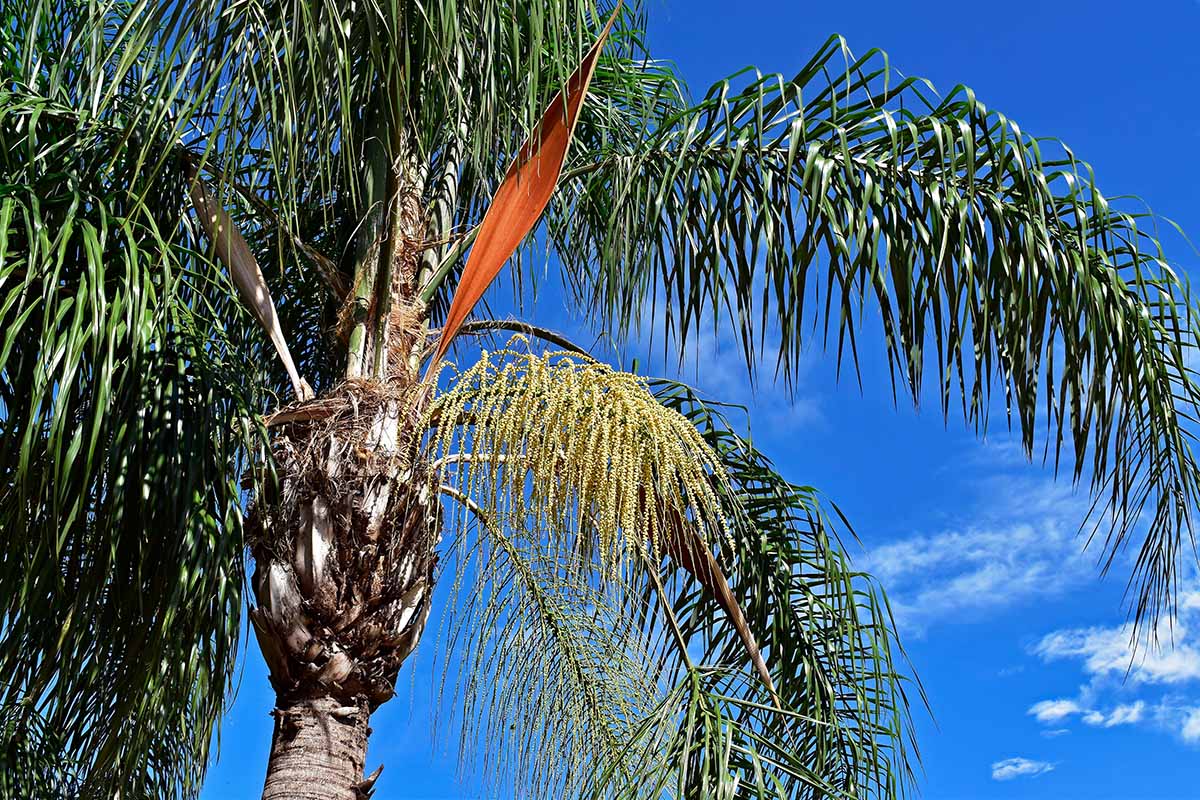 images of palm trees