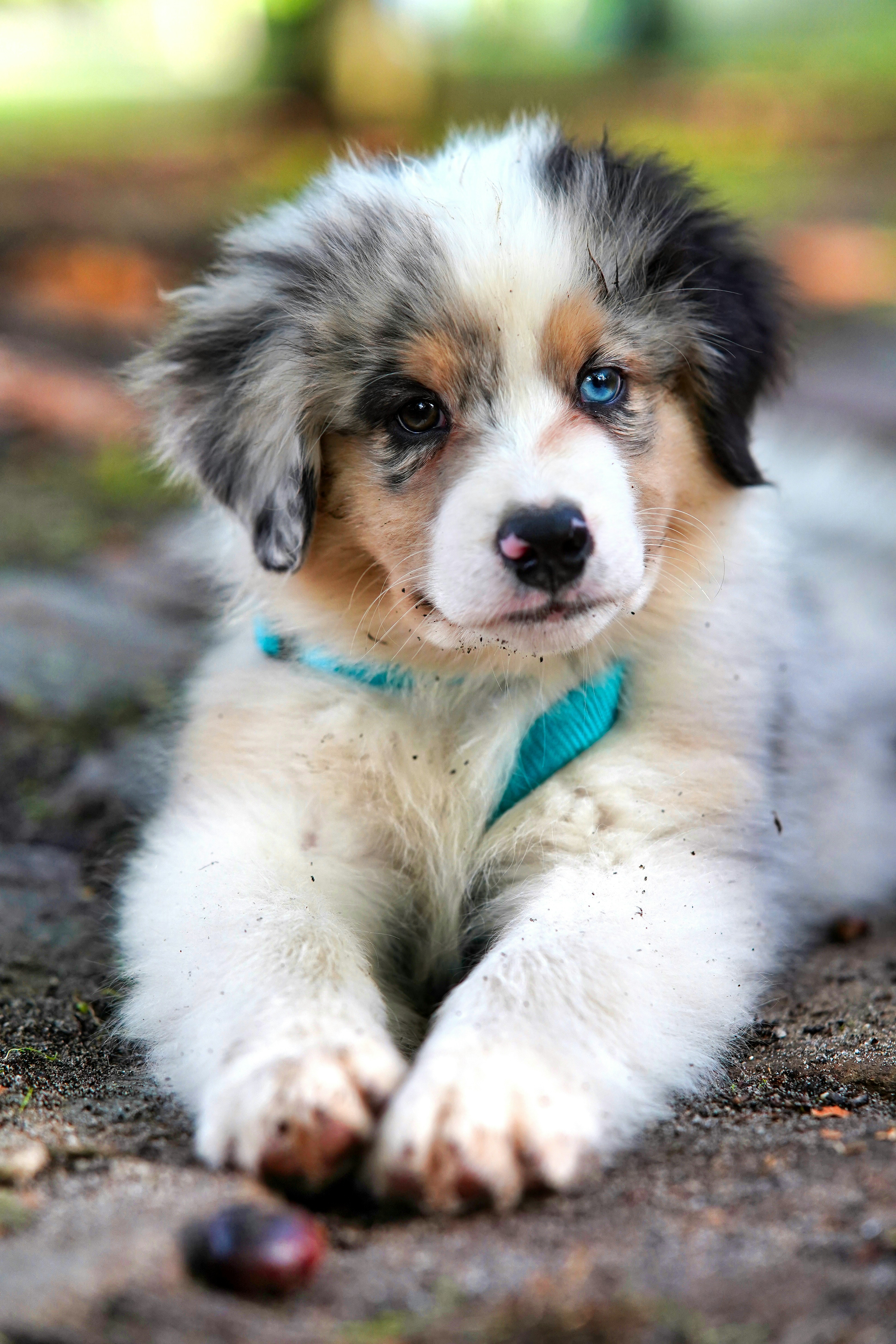 images of pupies