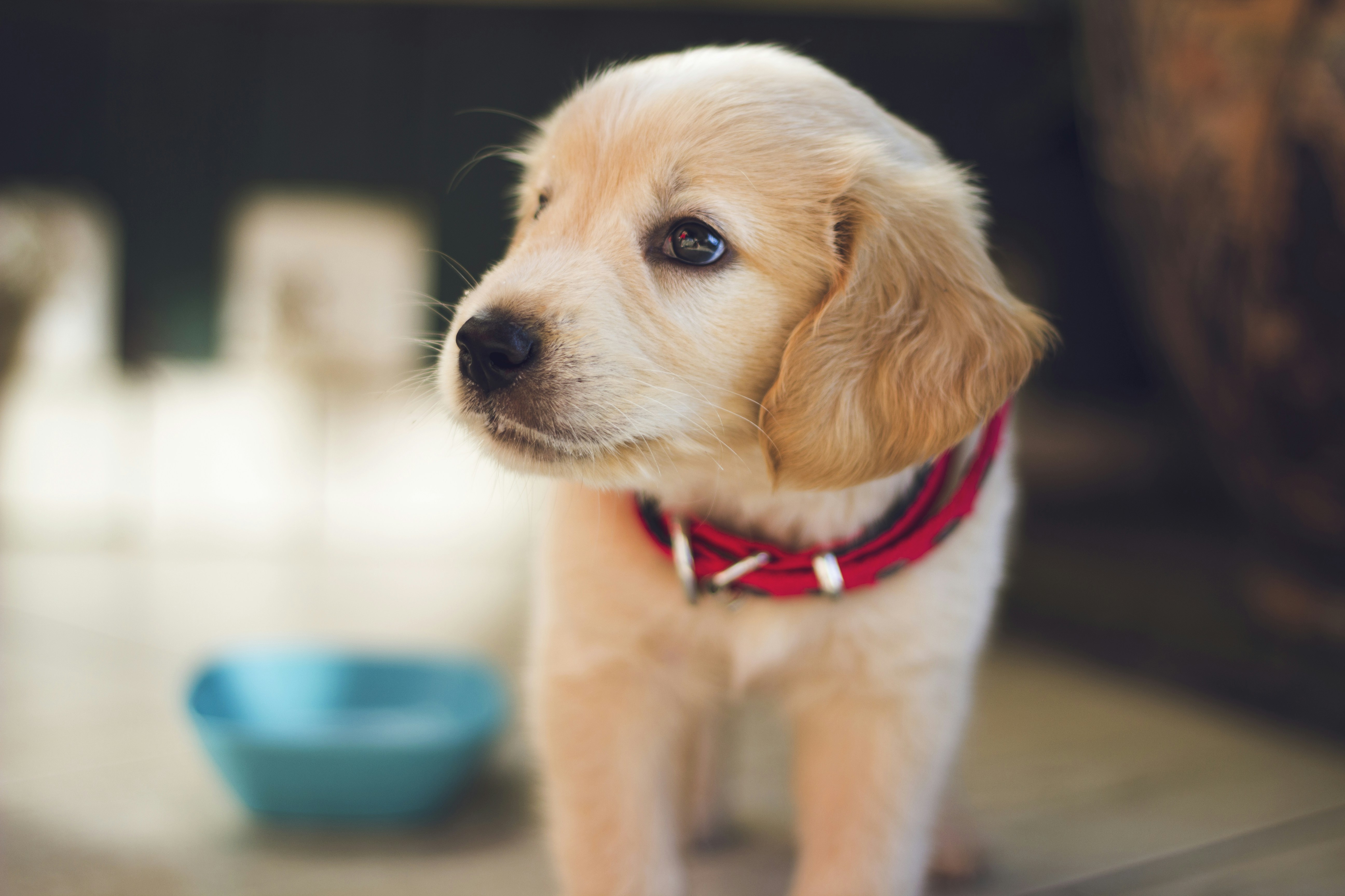 images of pupies