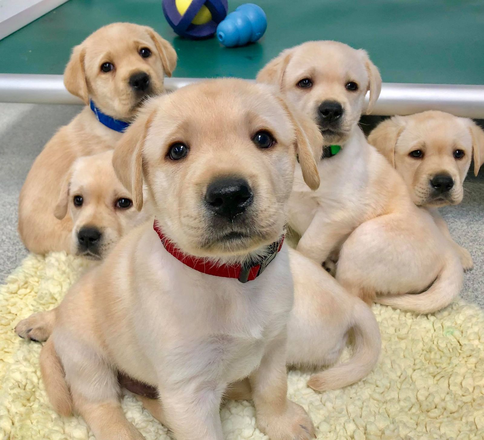 images of pupies