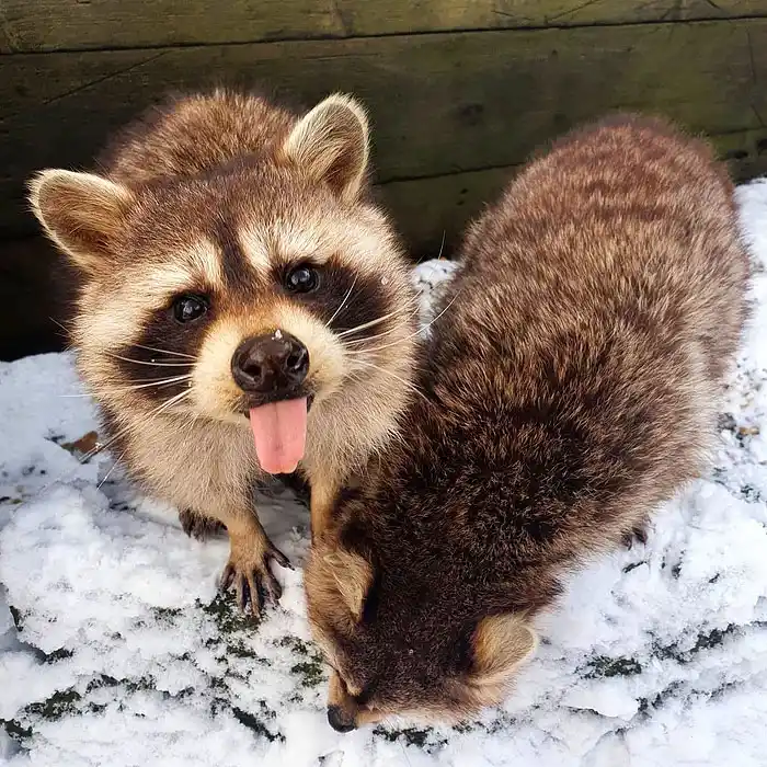 images of raccoon