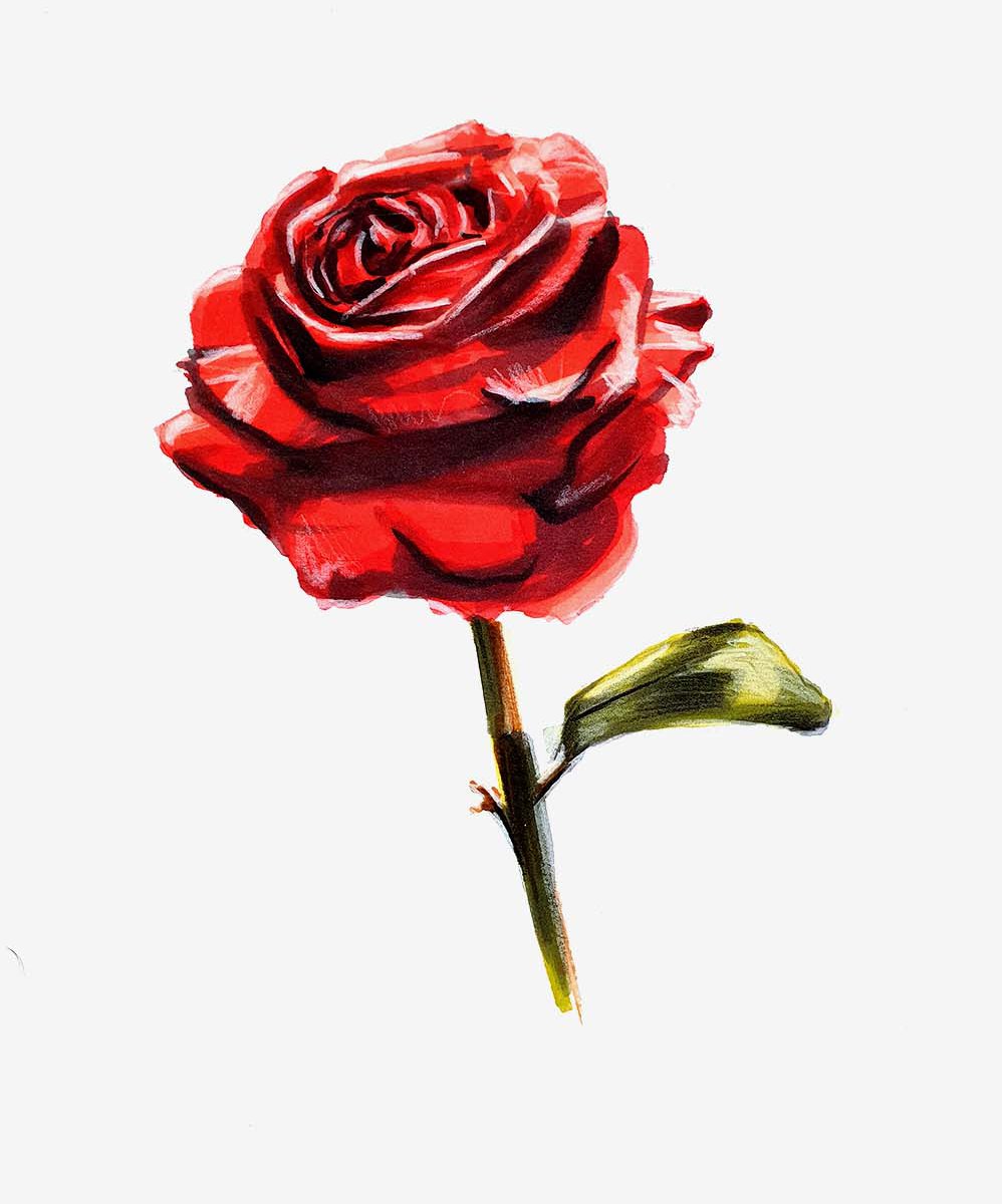 images of rose