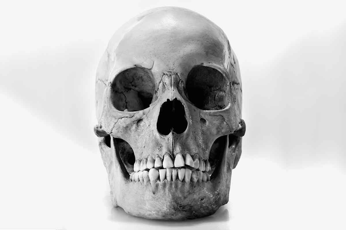 images of skulls