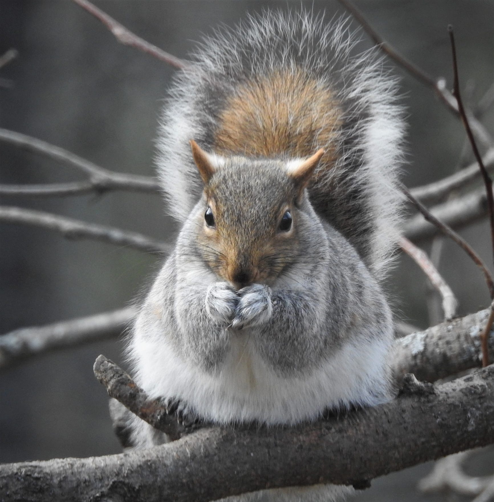 images of squirrel