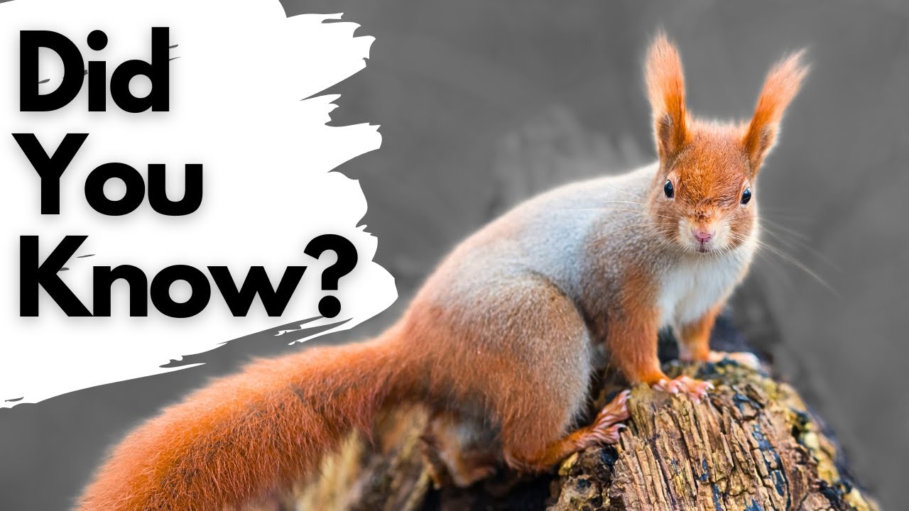 images of squirrel