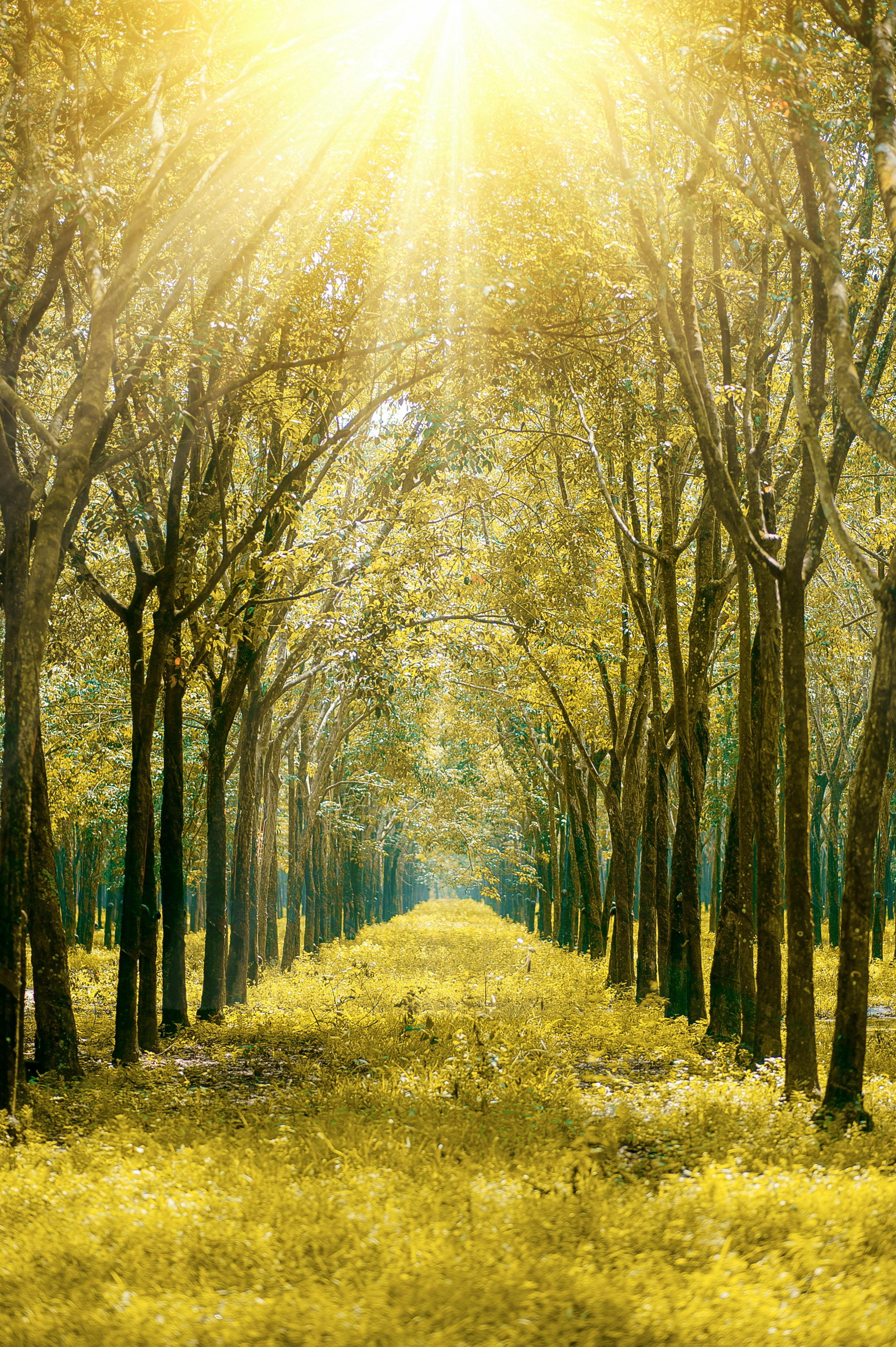 images of sunshine pictures