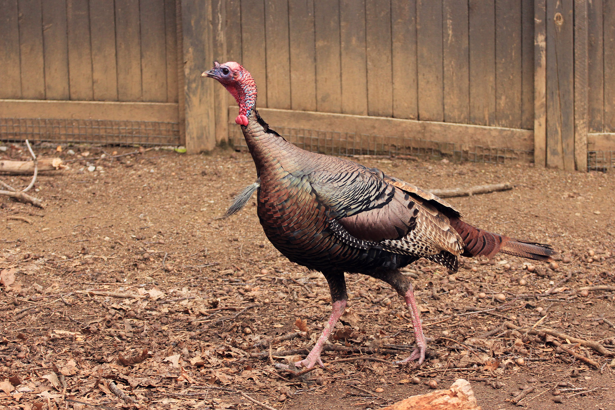 images of turkeys