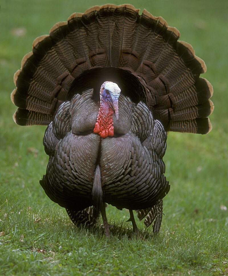 images of turkeys