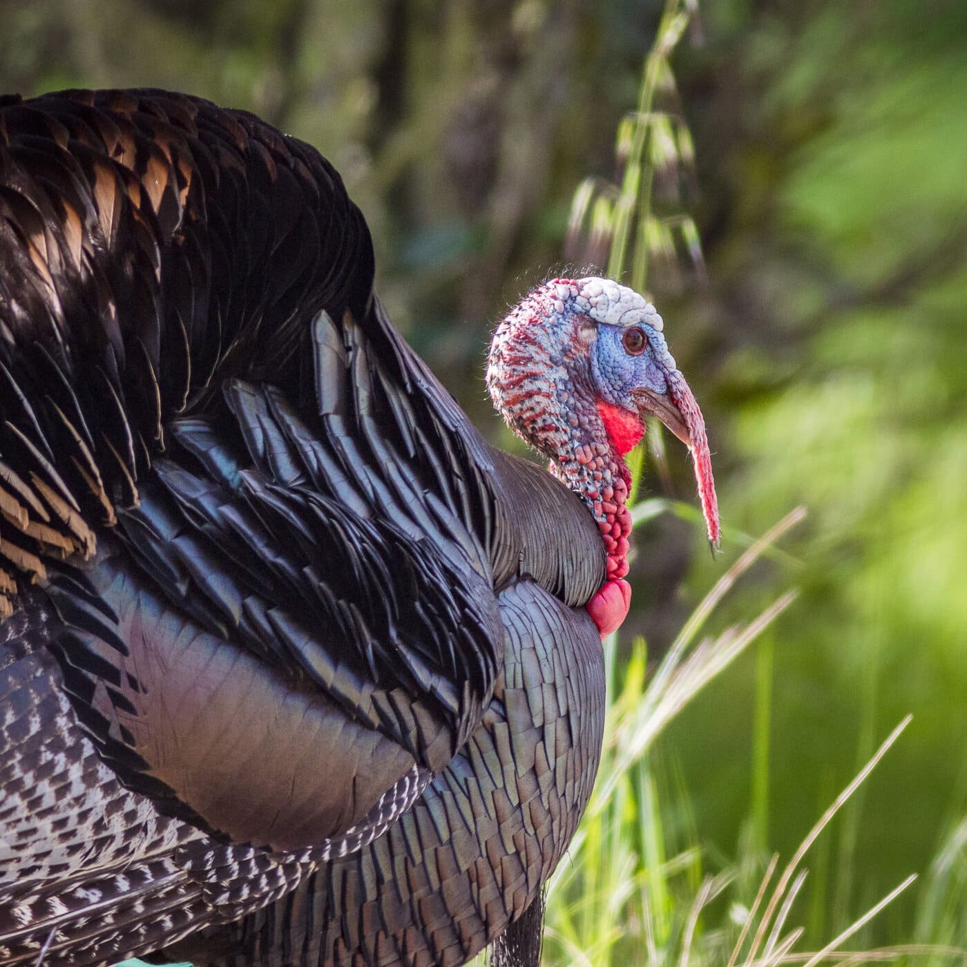 images of turkeys