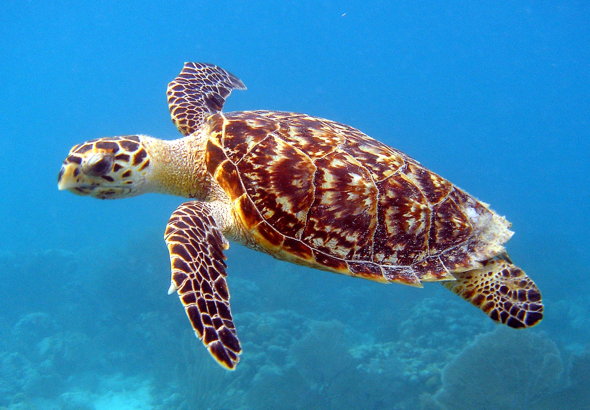 13 Turtle-ly Awesome Photos for World Turtle Day | U.S. Department ...