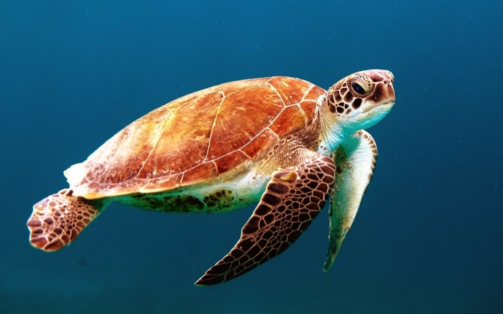 Cute Turtle in Ocean Amphibian Sea Life Animal POSTER PICTURE ...