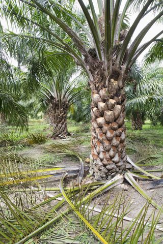 Palm Tree Pruning - How And When To Prune A Palm Tree | Gardening ...