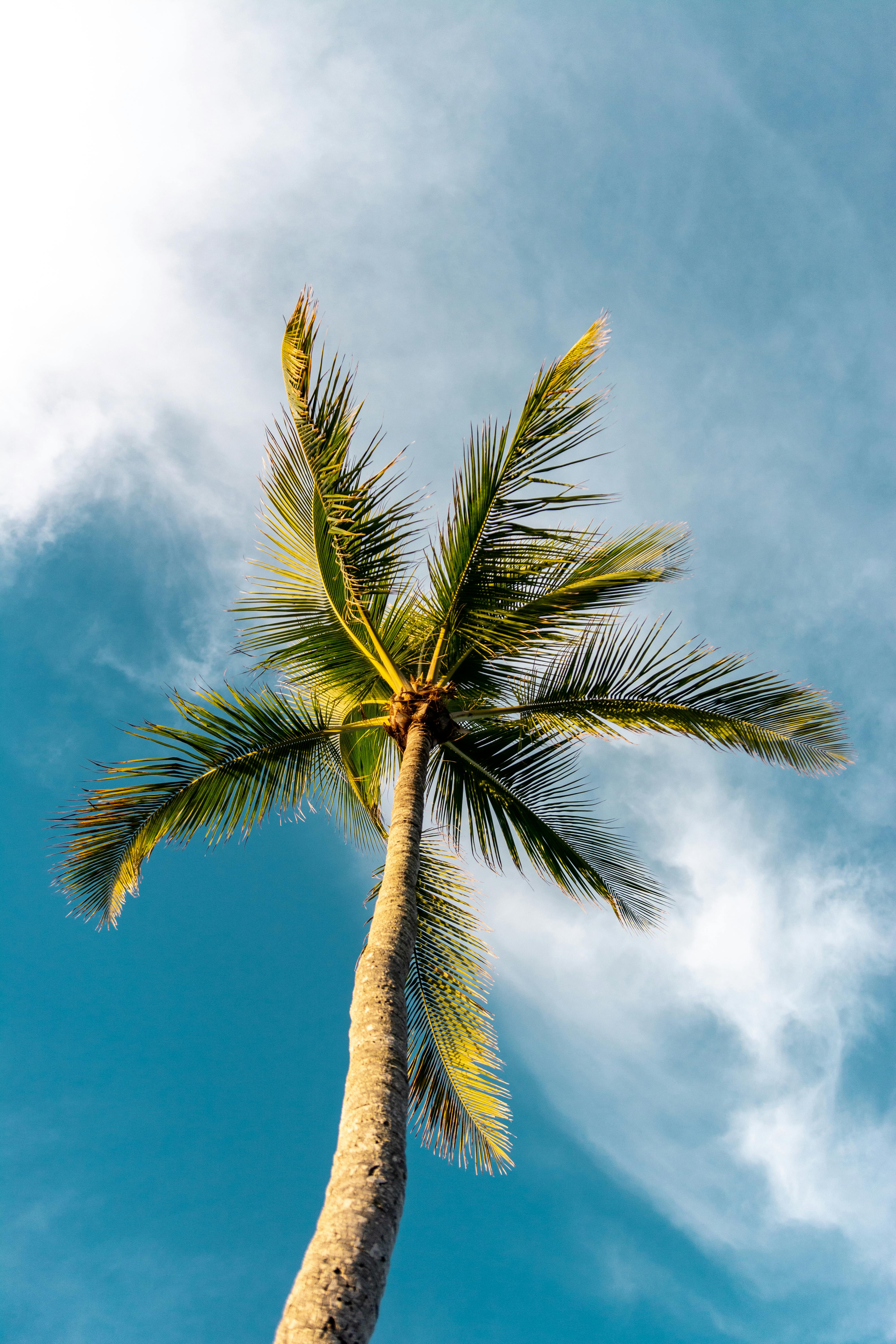 Palm Tree Photos, Download The BEST Free Palm Tree Stock Photos ...
