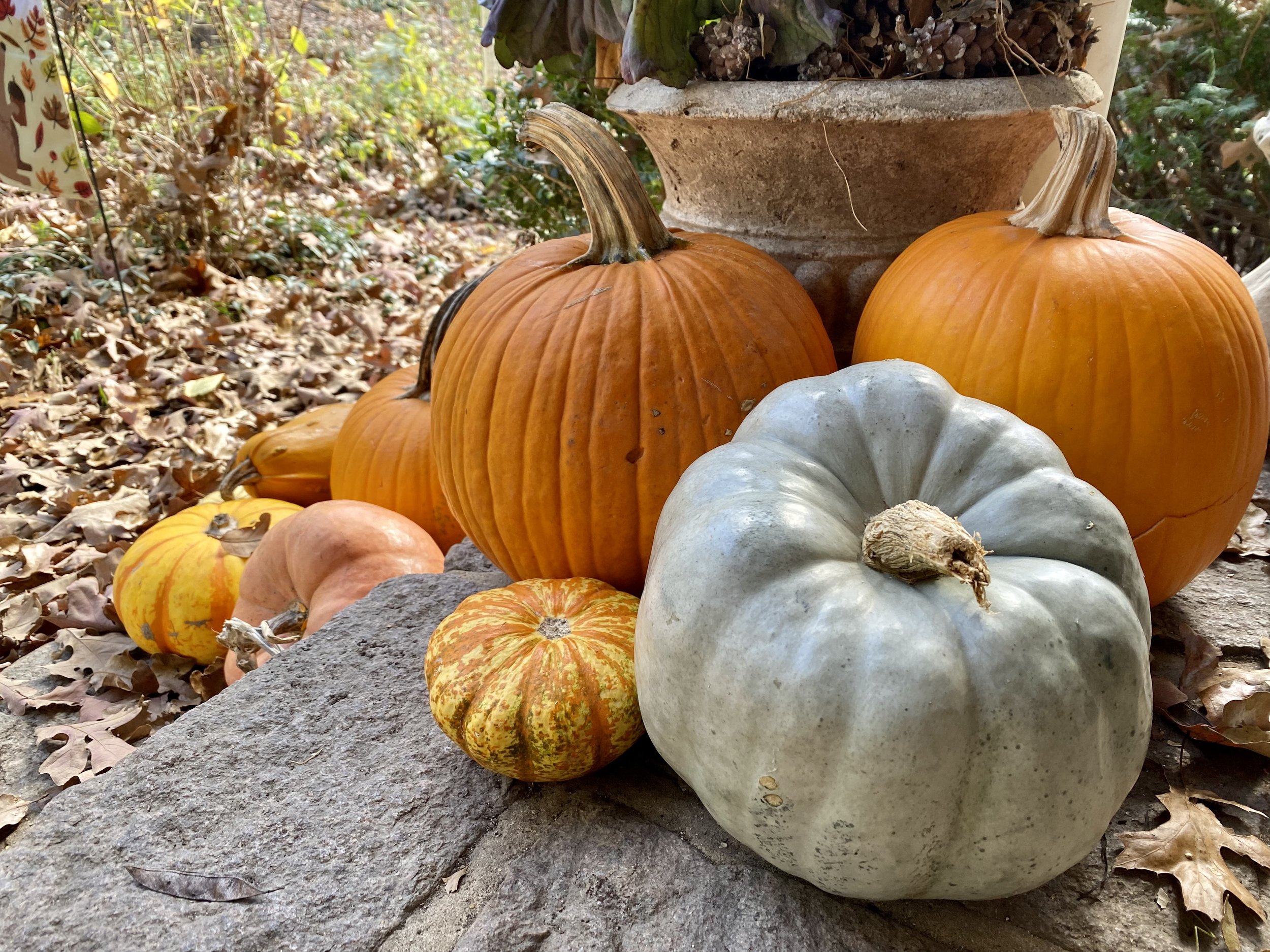 Baking Blue Pumpkin — A Teaspoon