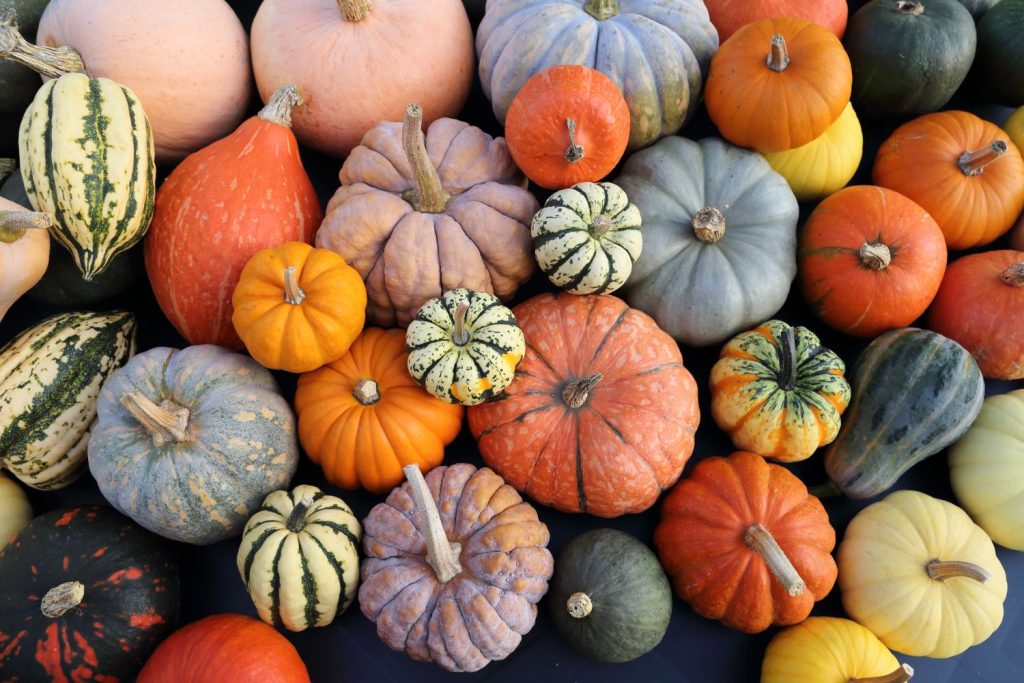 Pumpkins: profile &amp; diseases - Plantur