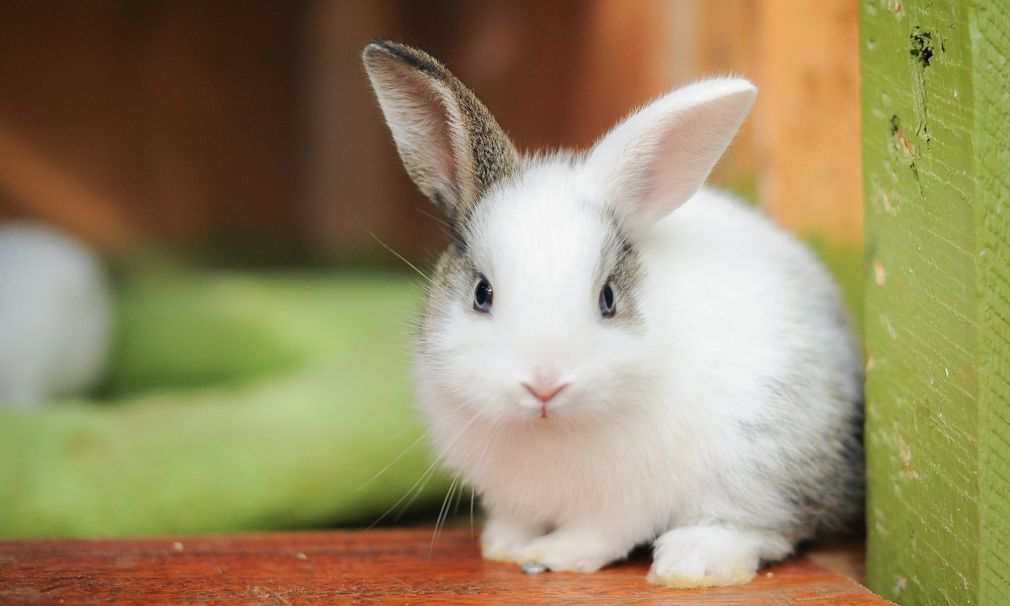 Is a rabbit the right pet for you? | The Humane Society of the ...