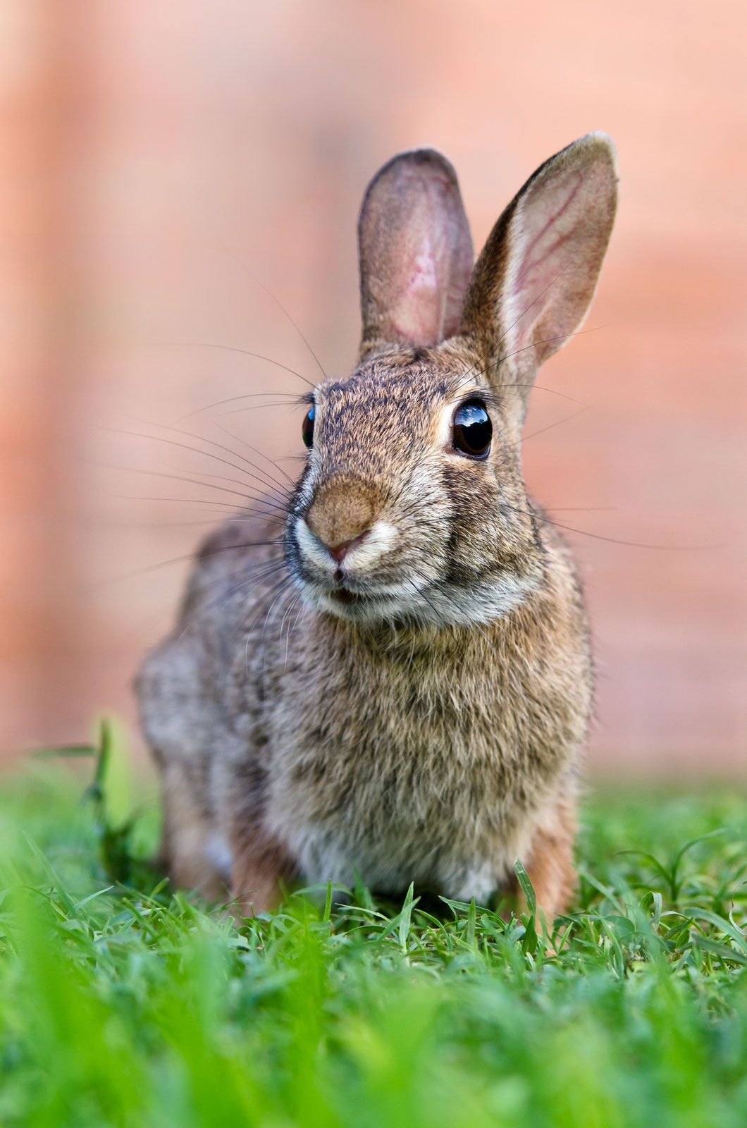 images rabbit