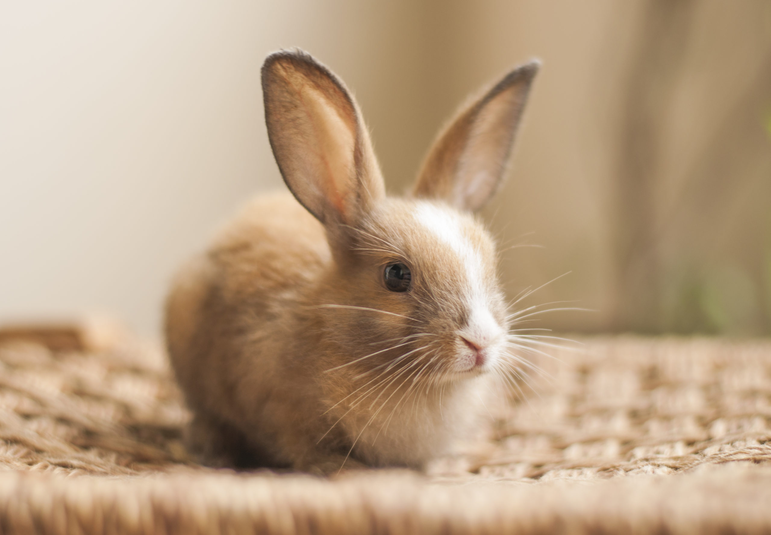 Beginners Guide to Pet Rabbit Care - VetCare Pet Hospital