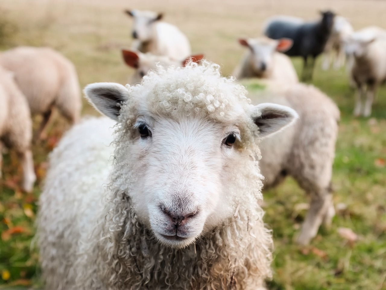 What is a sheep? - Answered - Twinkl Teaching Wiki - Twinkl