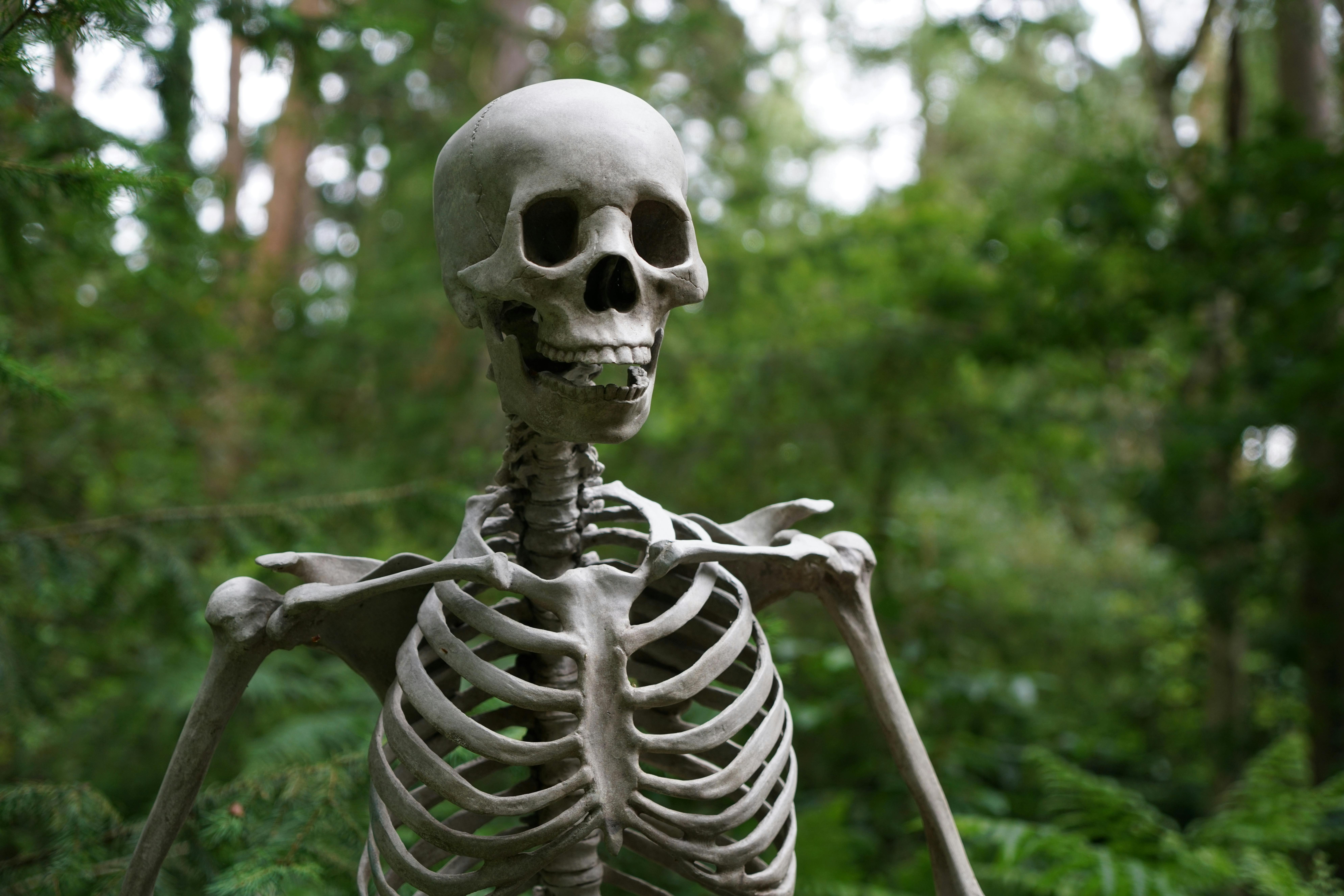 Skull Images - Free Download on clipart library