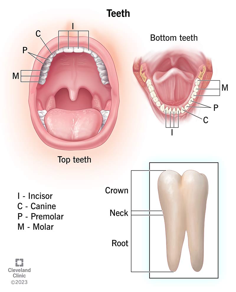 Teeth: Anatomy, Types, Function &amp; Care