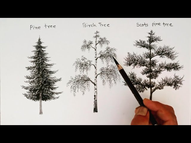 Complete Guide to Oak Trees | BBC Gardeners World Magazine