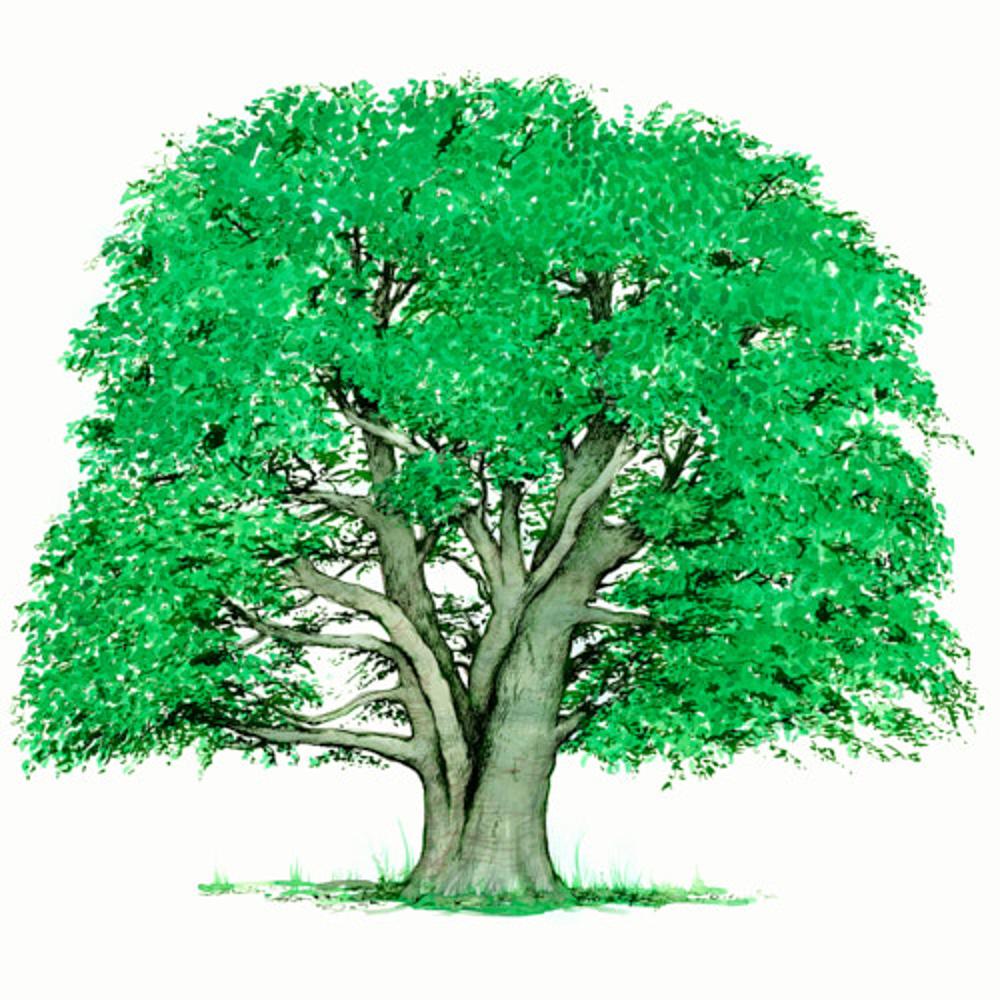 Wall Art Print | Tree of Life | UKposters