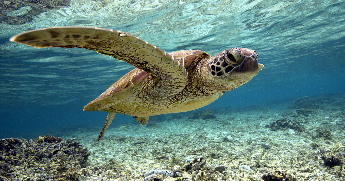 Interesting Facts About Sea Turtles | IFAW