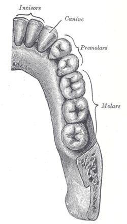 Incisor - Wikipedia