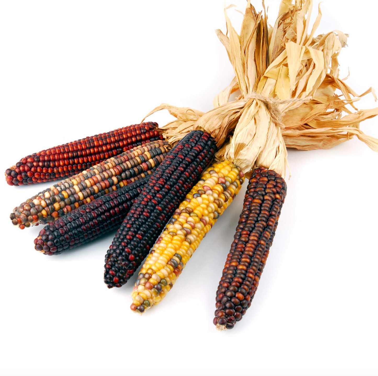 indian corn