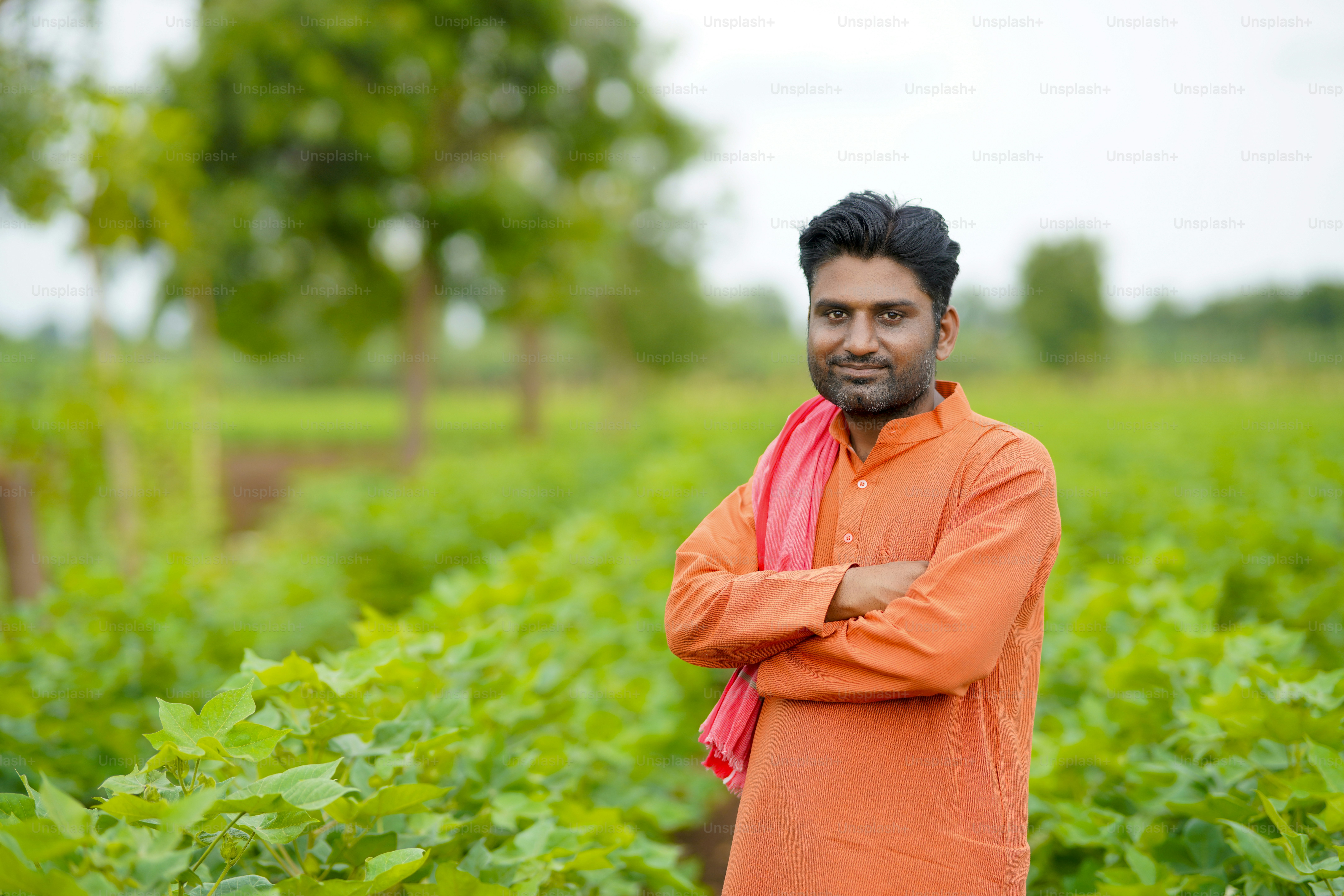 Young indian farmer standing in cotton agriculture field. Foto ...