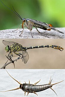 insect