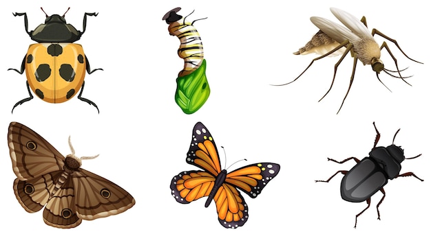 Seite 4 | Caterpillar Insect-Vektoren und -Illustrationen zum ...