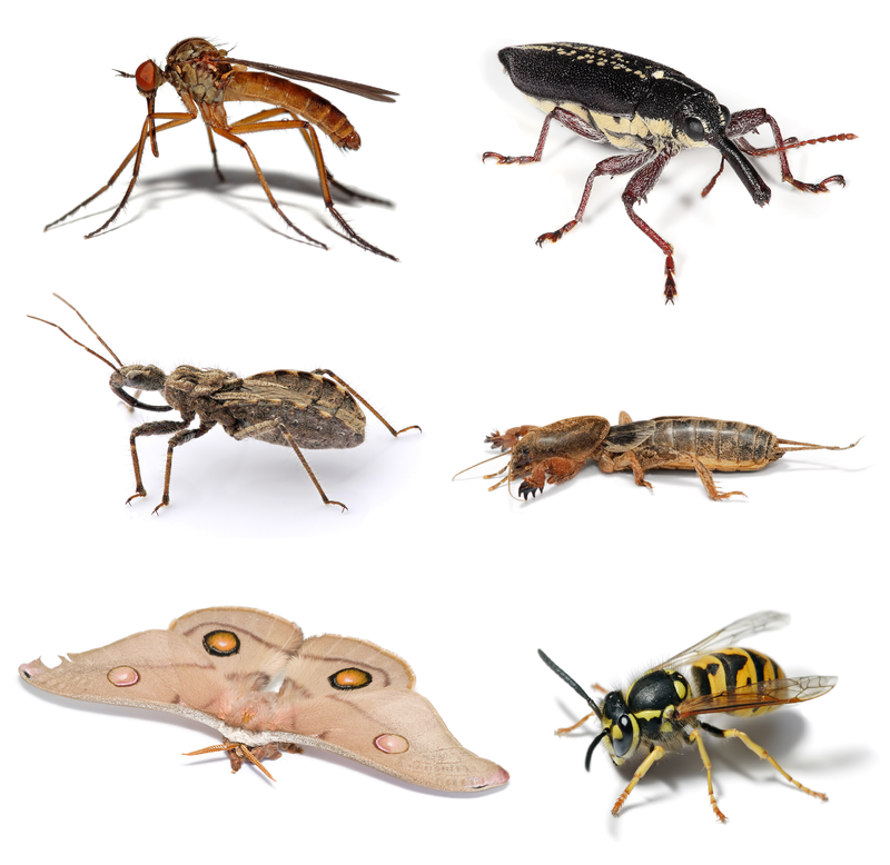 Insect - Simple English Wikipedia, the free encyclopedia