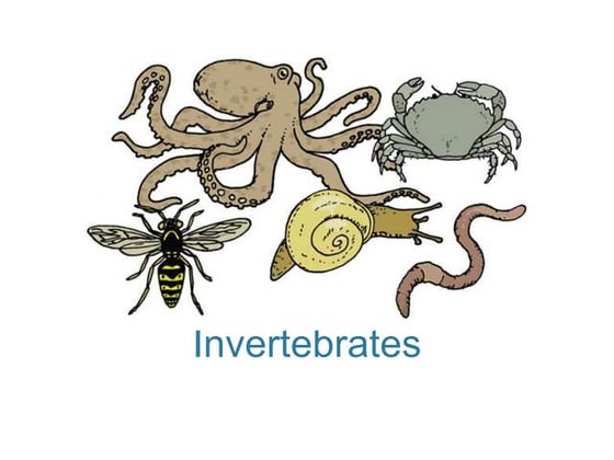 invertebrate cliparts
