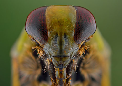 Irass-Bilder: Stock-Fotos &amp; -Videos. | Adobe Stock