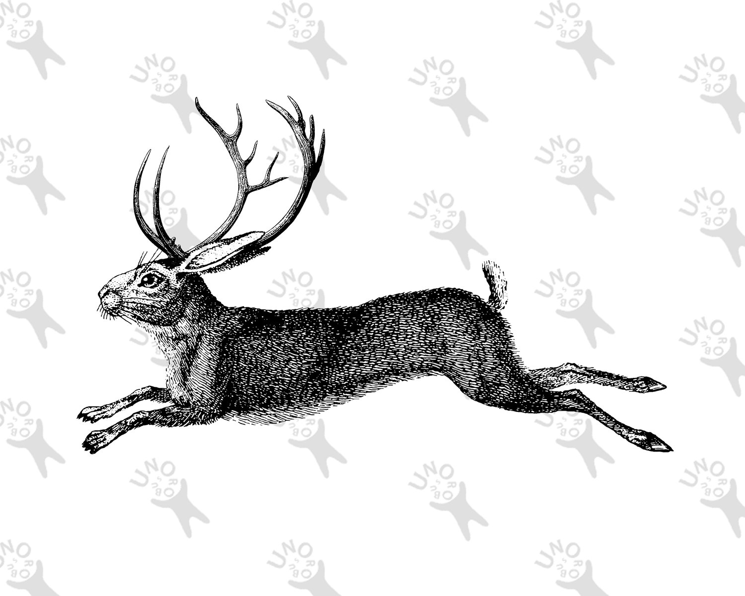 jackalope clipart