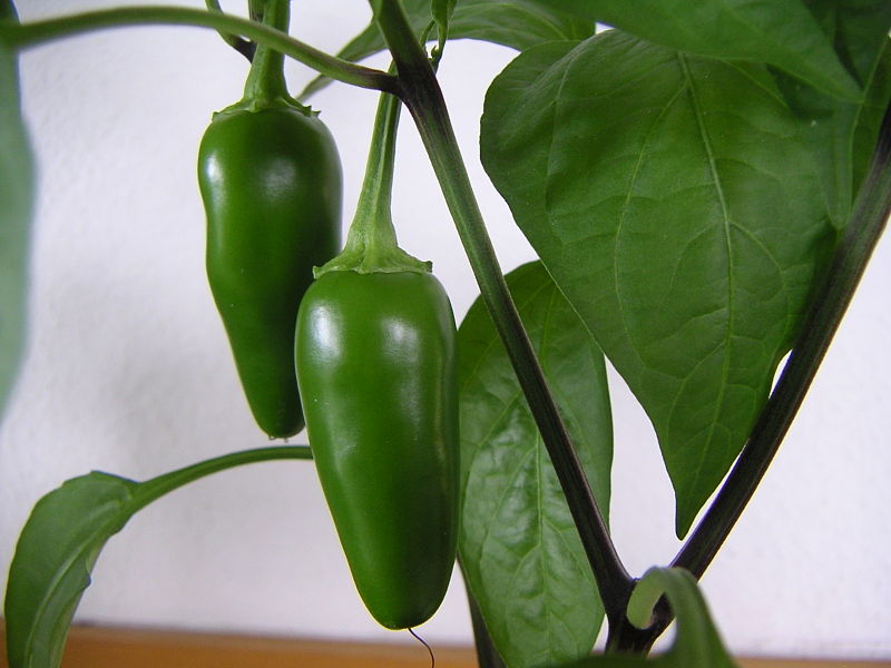 Jalapeño – Wikipedia