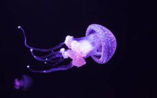 What is a jellyfish? | Twinkl Teaching Wiki - Twinkl