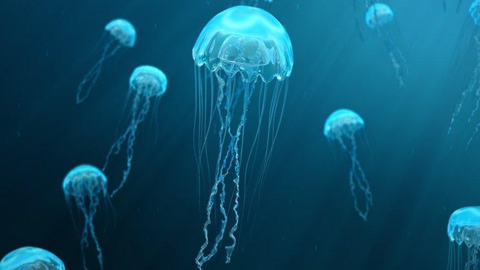 World Jellyfish Day 2023: What do you know about jellyfish? - BBC ...