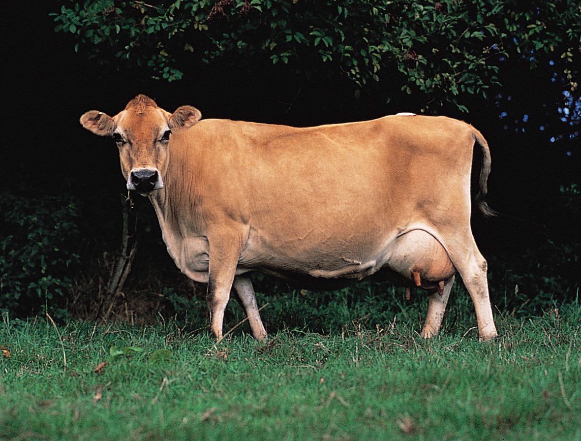 jersey cow images