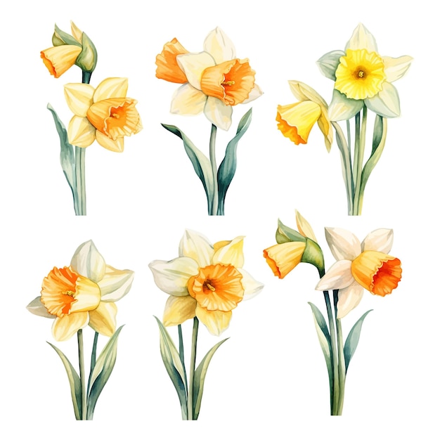 jonquil cliparts 2024