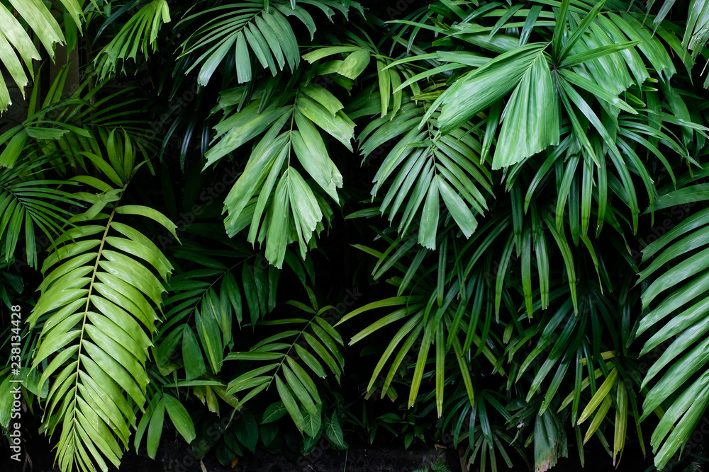 Poster, Wandbilder Tropical jungle nature green palm leaves on dark  background in a garden, 40x26.7 cm