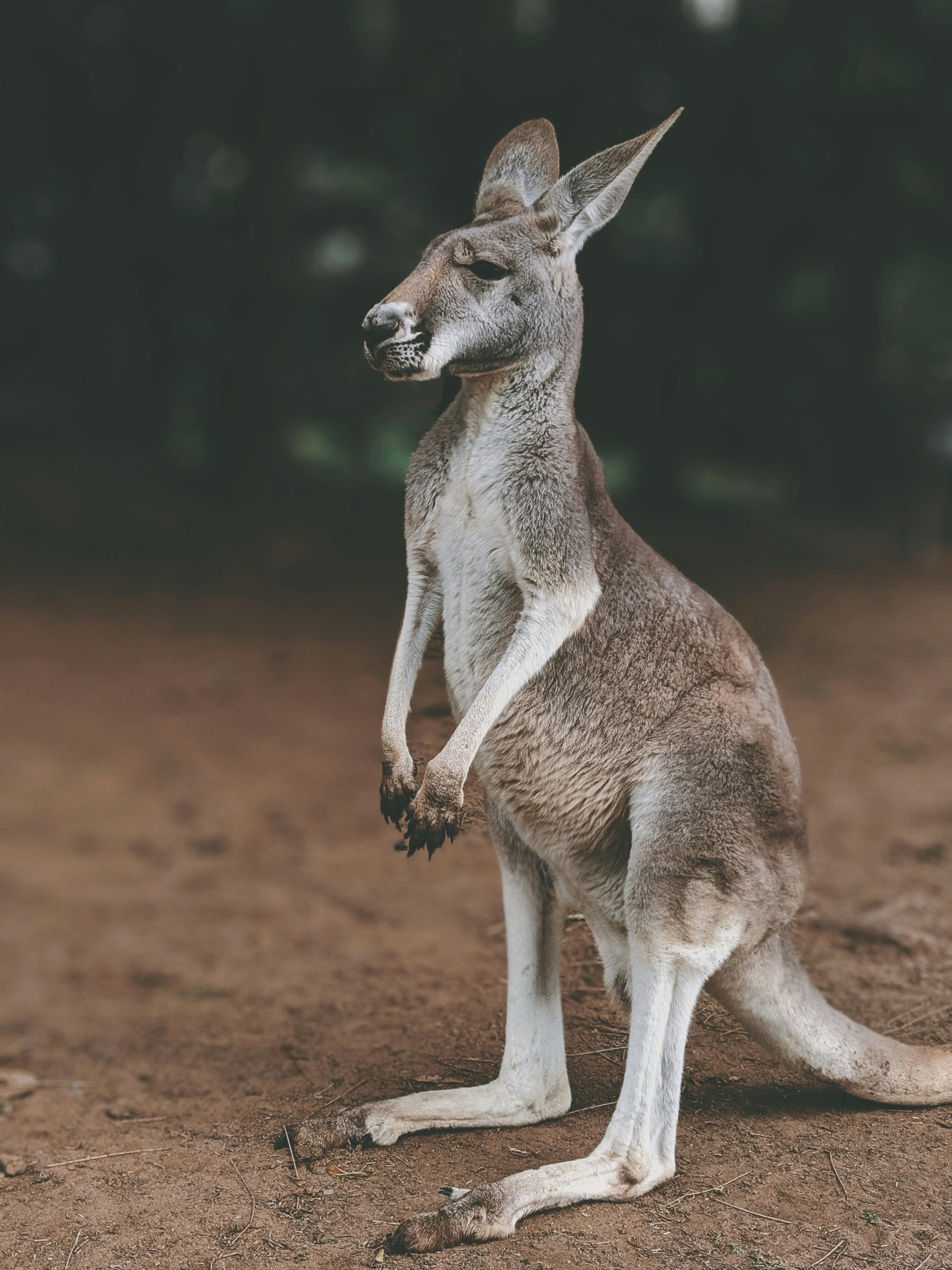 Kangaroo Photos, Download The BEST Free Kangaroo Stock Photos &amp; HD ...