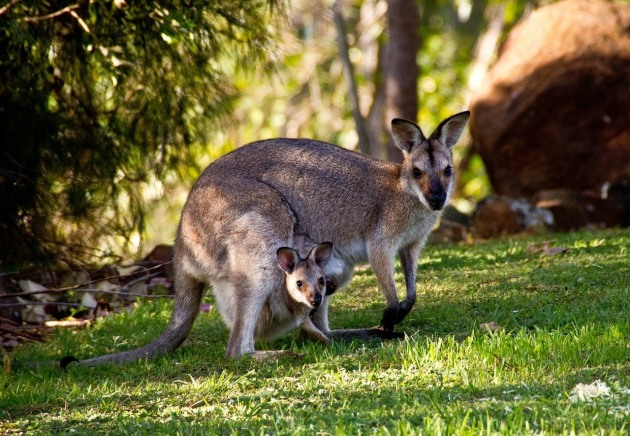 What is a Kangaroo? | Kangaroo Facts for Kids | Twinkl Wiki