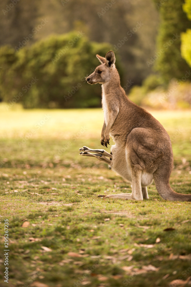 a kangaroo at Australian outback outdoor with a background of ...