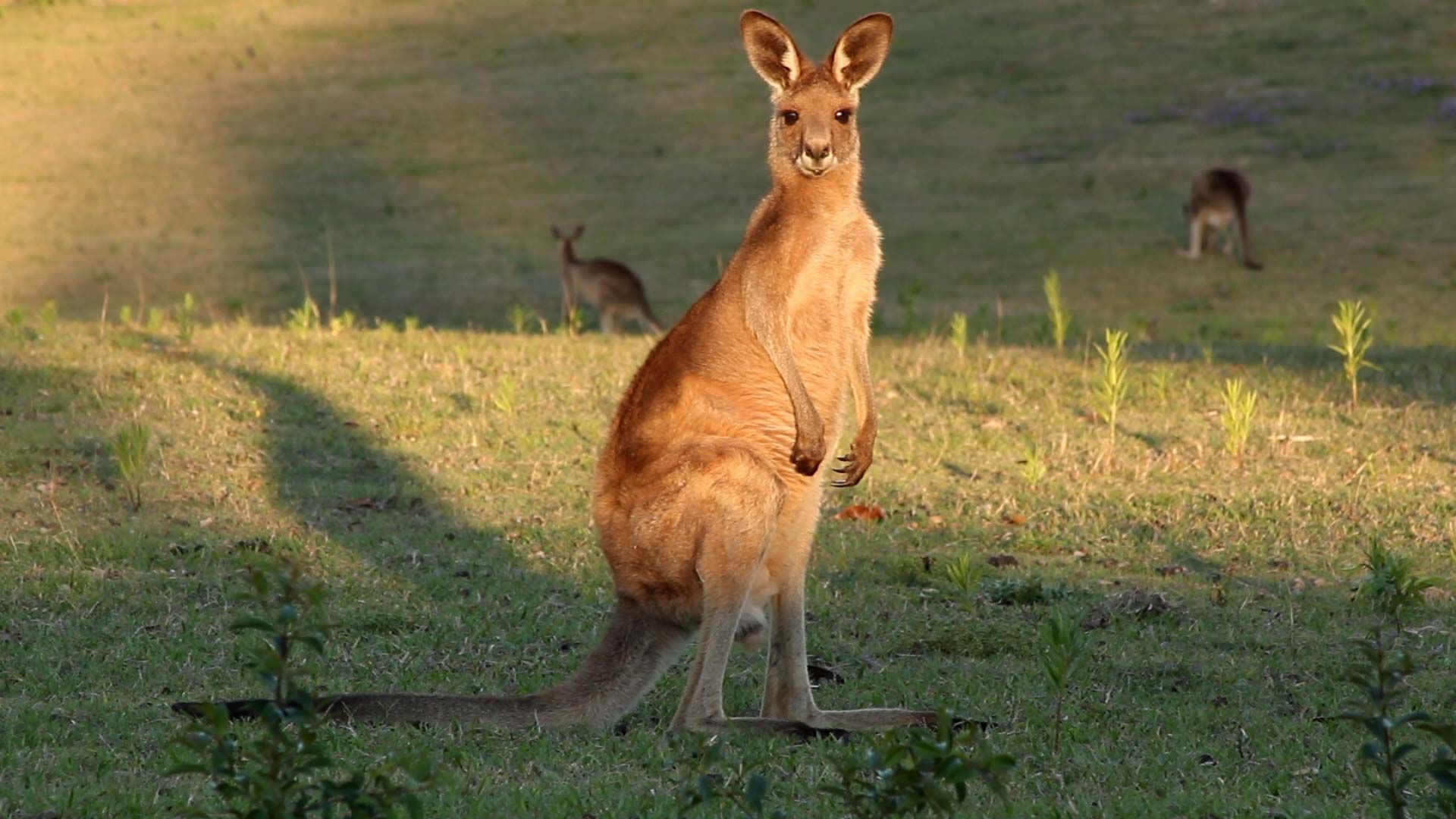 kangaroo pictures for kids