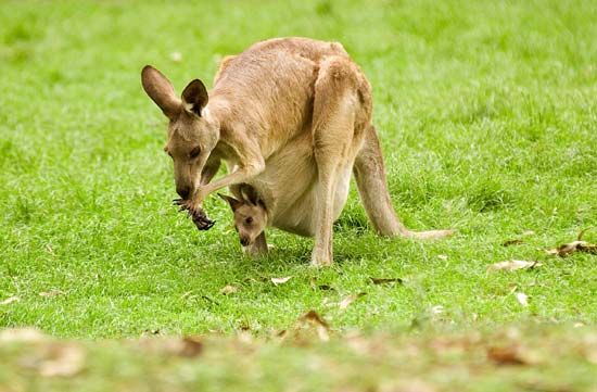 kangaroo pictures for kids