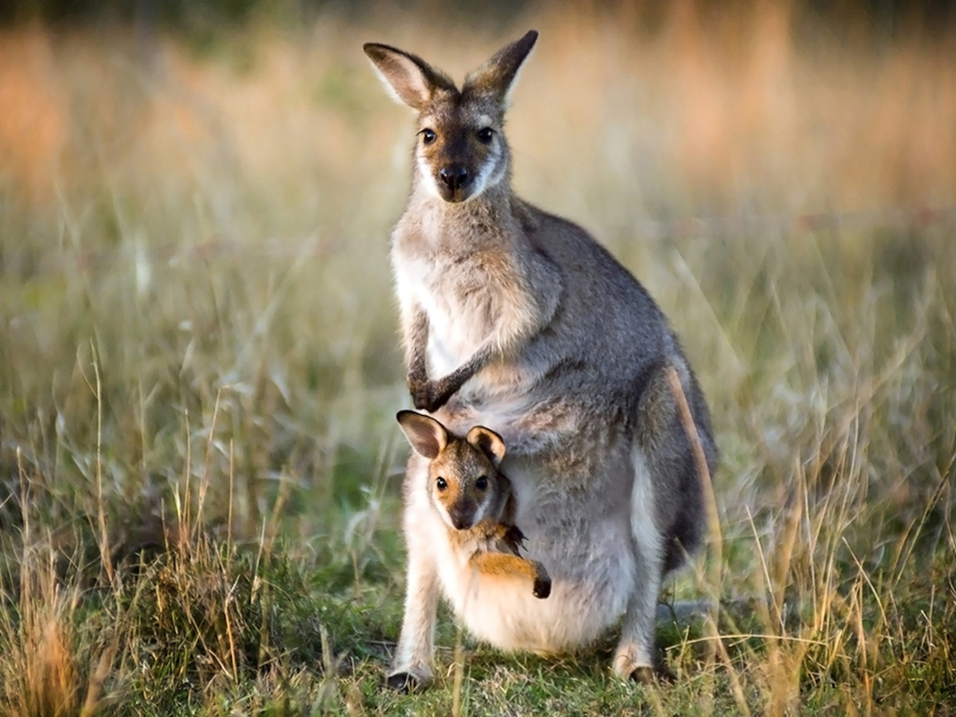 kangaroo pictures for kids
