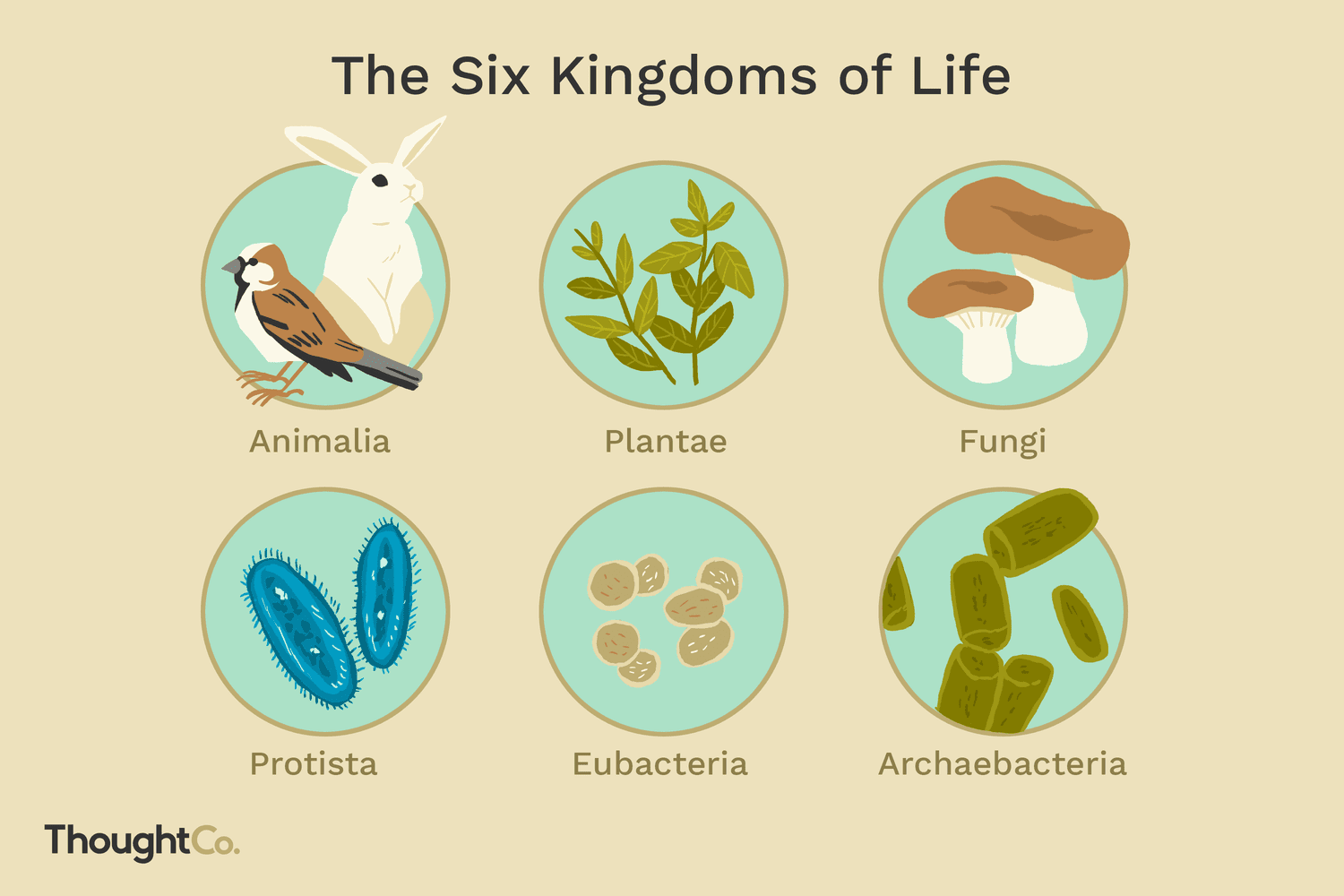 The 6 Biological Kingdoms